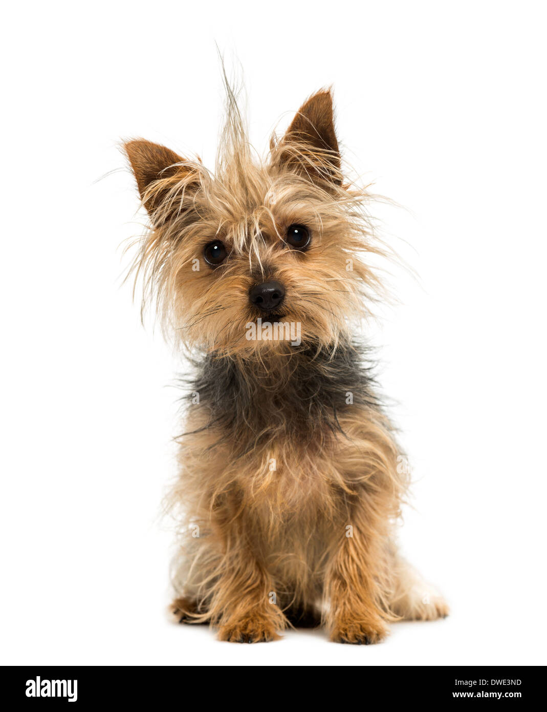 Yorkshire-Terrier mit dem Kamm, sitzen, schaut in die Kamera, 1 Jahr alt, vor weißem Hintergrund Stockfoto