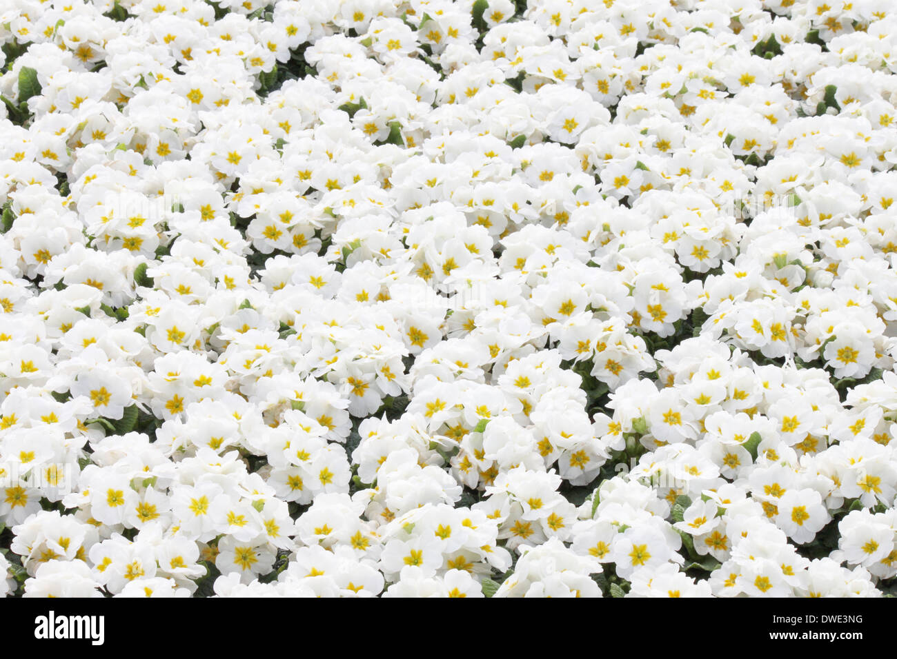 weiße Blumen Primula am Blumenbeet Stockfoto