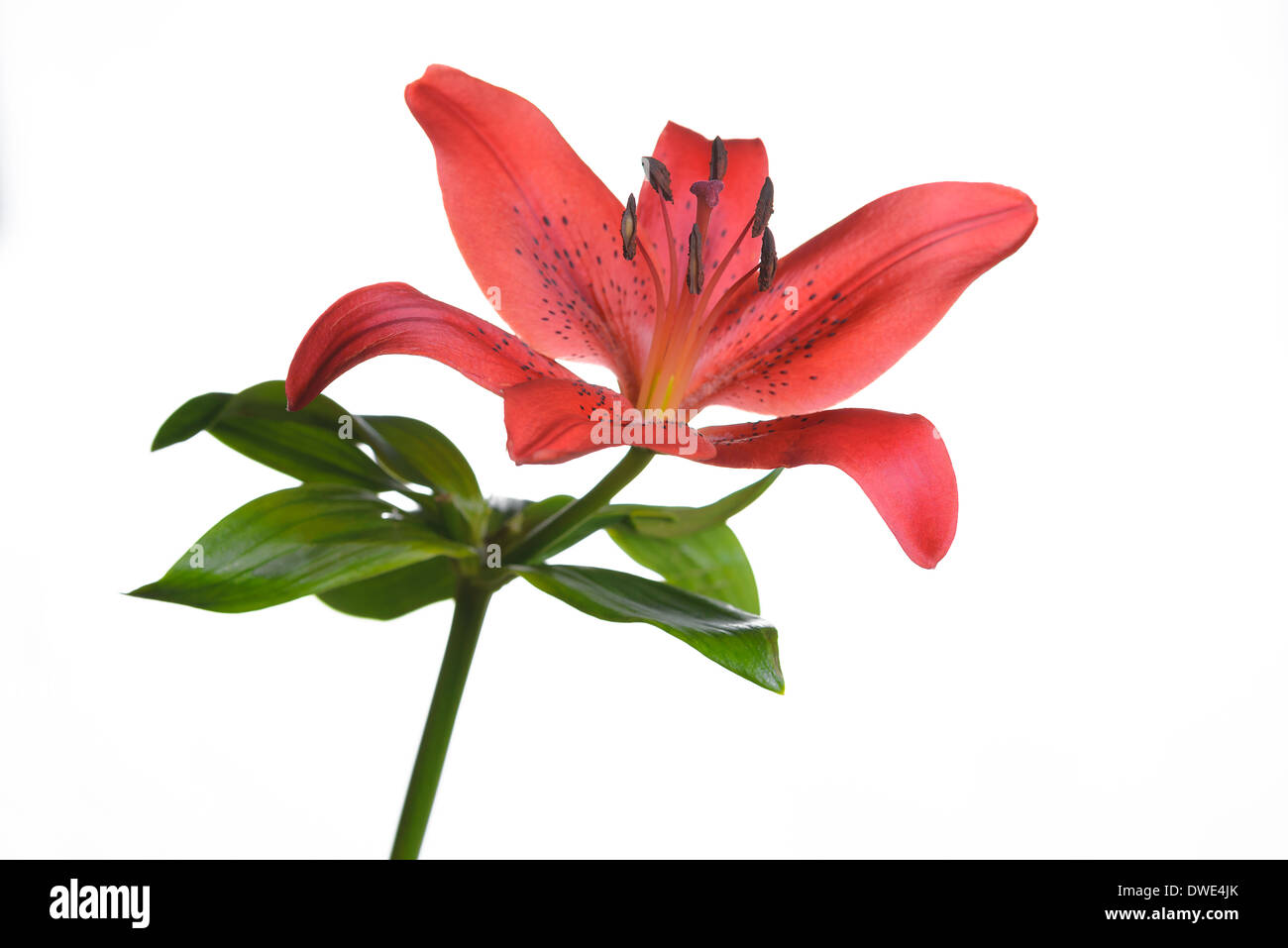 Einzelne fragile frische rote Tiger Lilie Blume mit Flecken auf den Blütenblättern auf einem Stiel mit grünen Blätter isoliert weiss Stockfoto