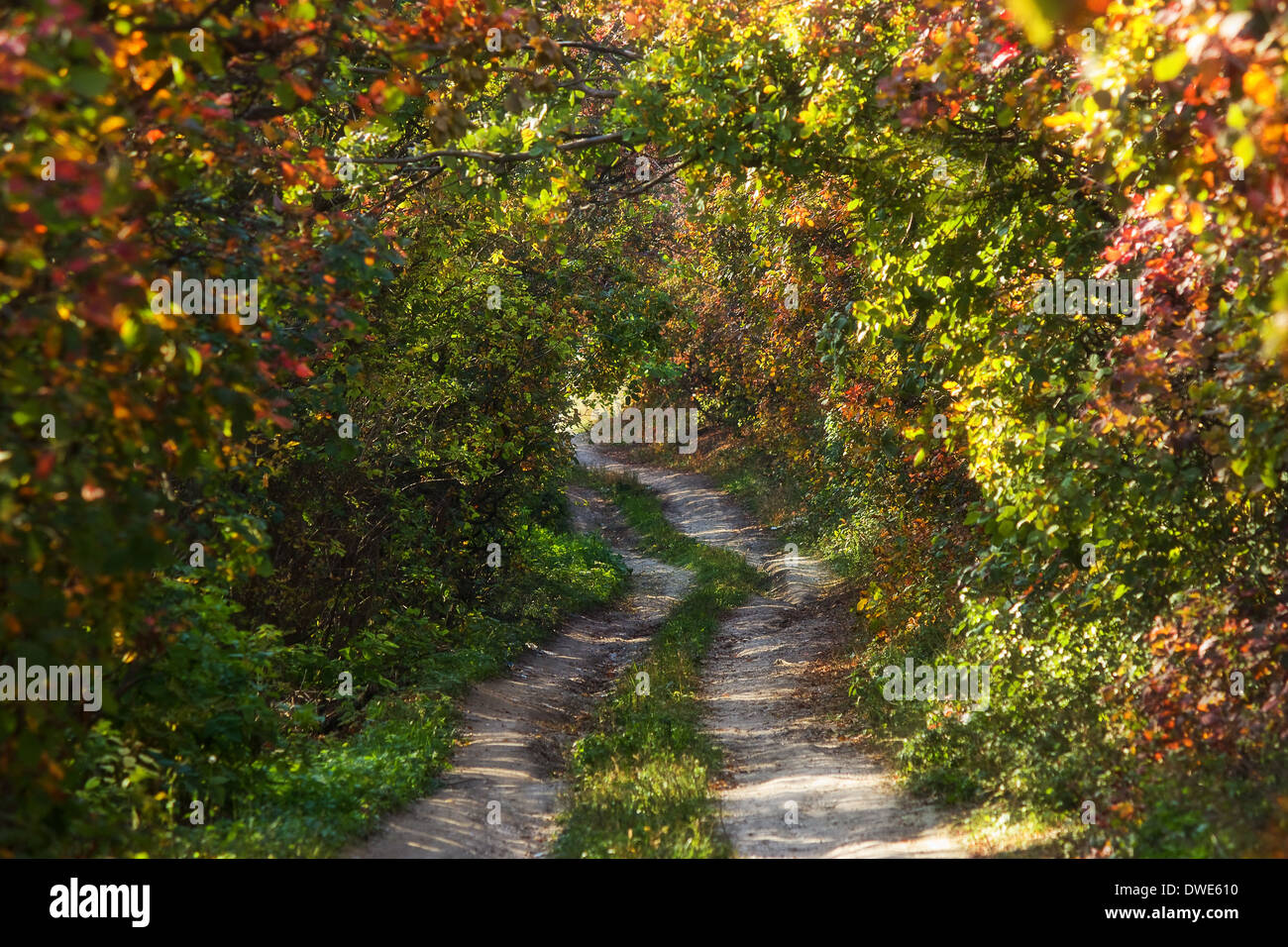 Herbst Natur im park Stockfoto