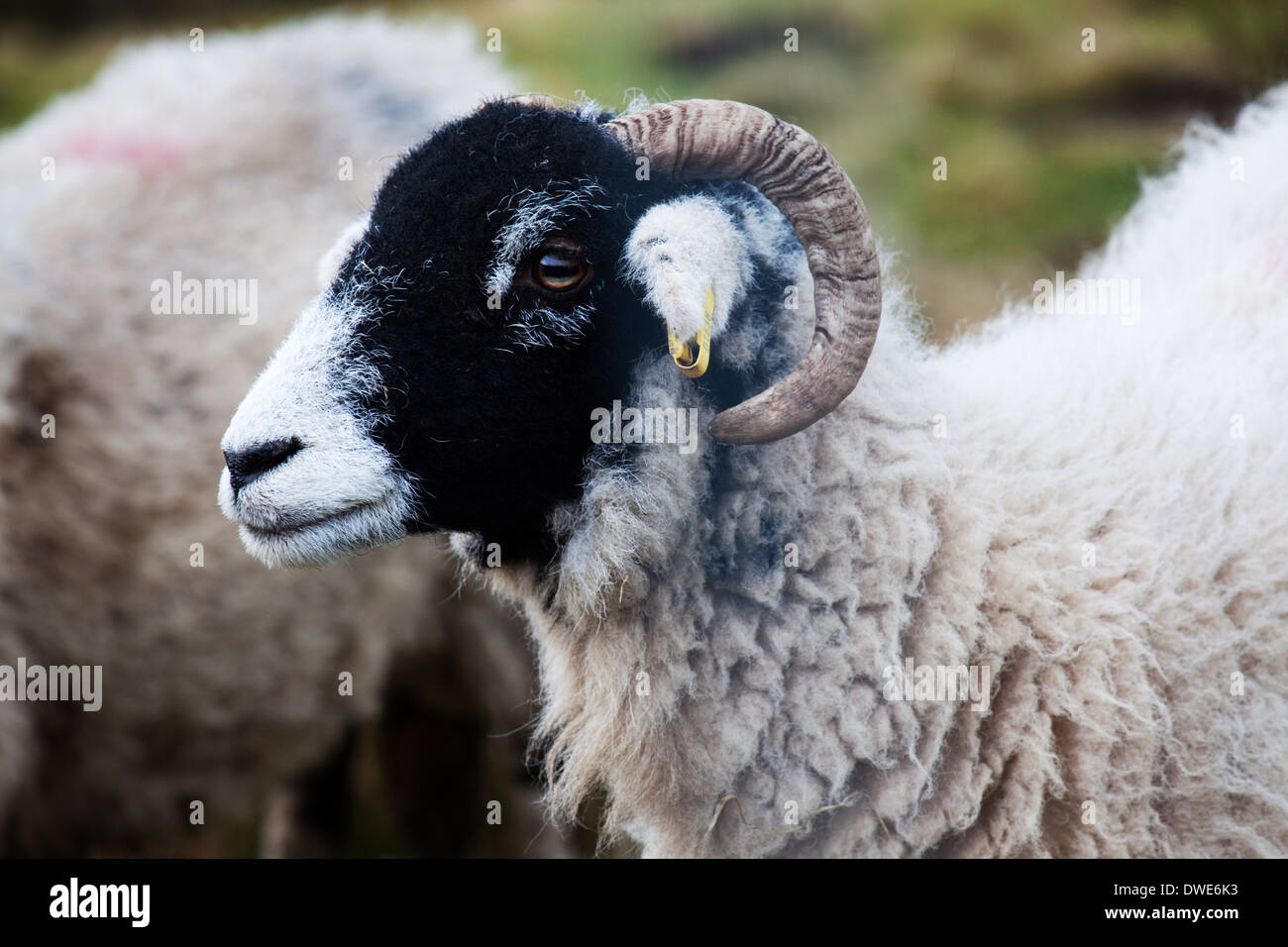 Swaledale Schafen in Garsdale Yorkshire Dales Cumbria England Stockfoto
