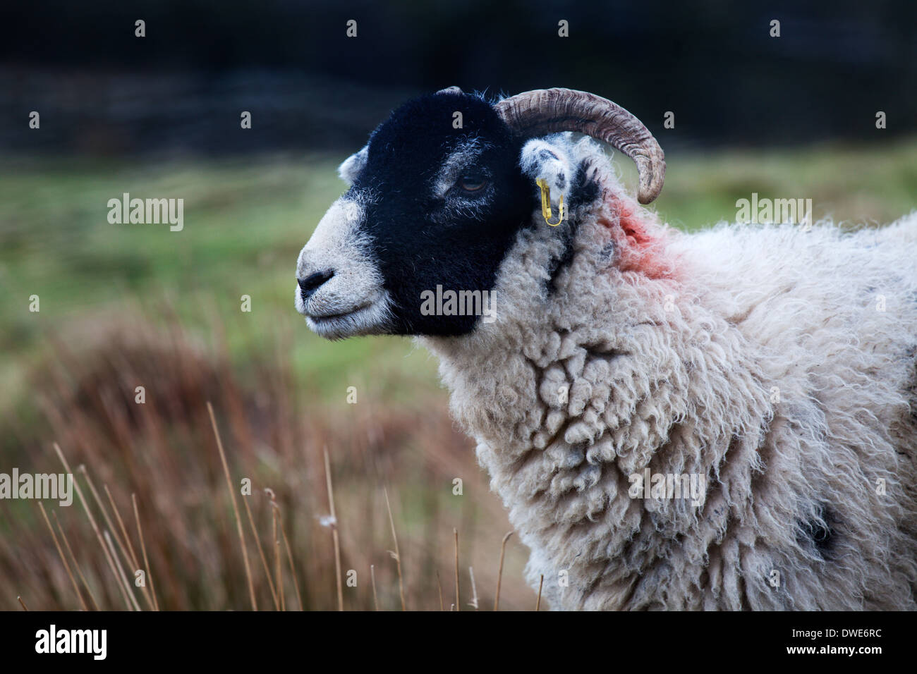 Swaledale Schafen in Garsdale Yorkshire Dales Cumbria England Stockfoto
