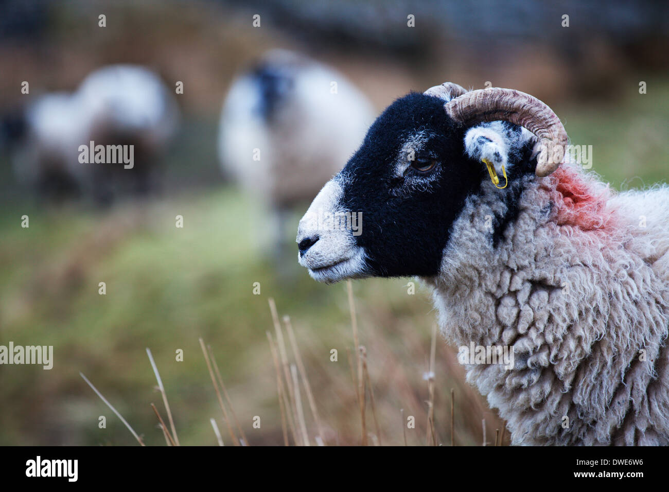 Swaledale Schafen in Garsdale Yorkshire Dales Cumbria England Stockfoto