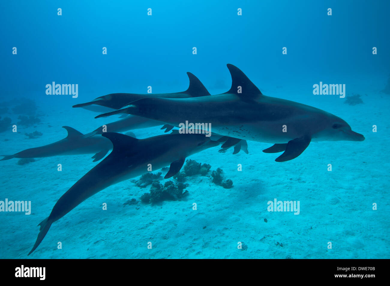 Bottlenose Dolphin Pod Rotes Meer-Ägypten Stockfoto