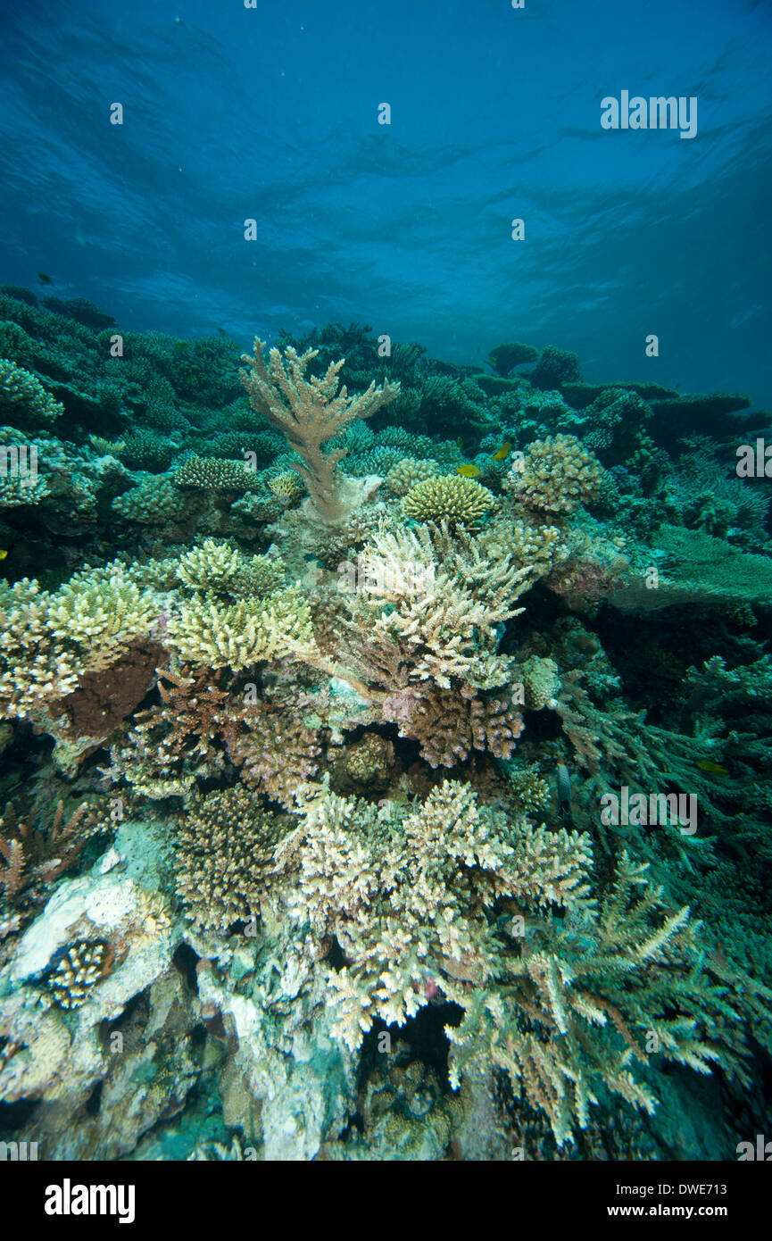 Hirschhorn und Blumenkohl-Rotes Meer-Korallen-Rotes Meer-Ägypten Stockfoto