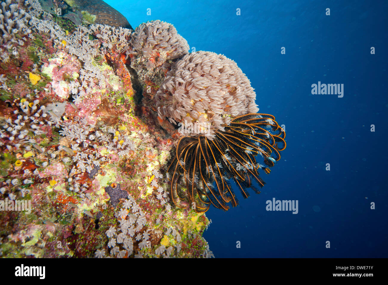Organ Pipe Coral Tubipora Musica & Feather Star Comanthina sp Yap Mikronesien Stockfoto