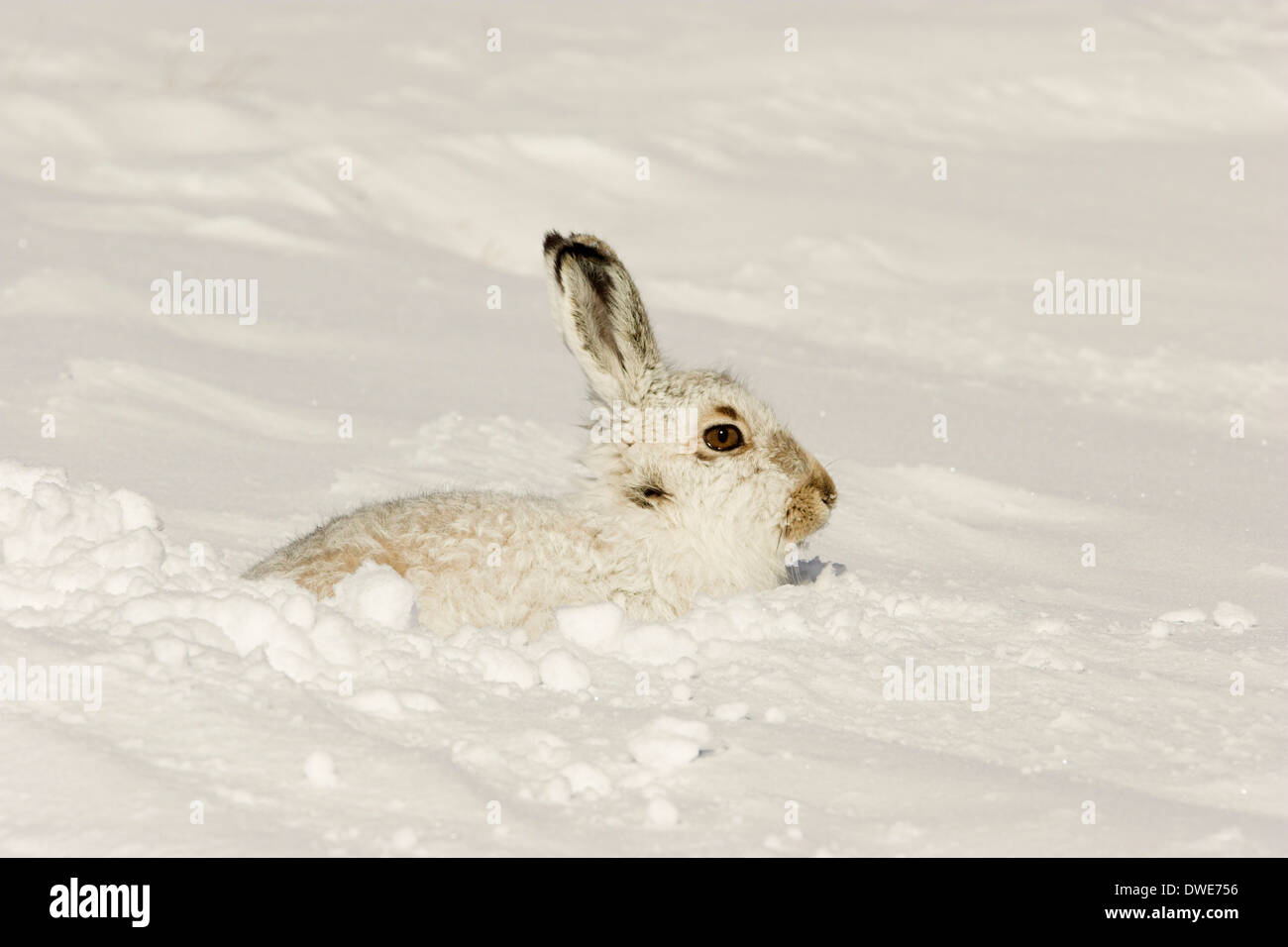 Schneehase Lepus Timidus Scotland UK Stockfoto
