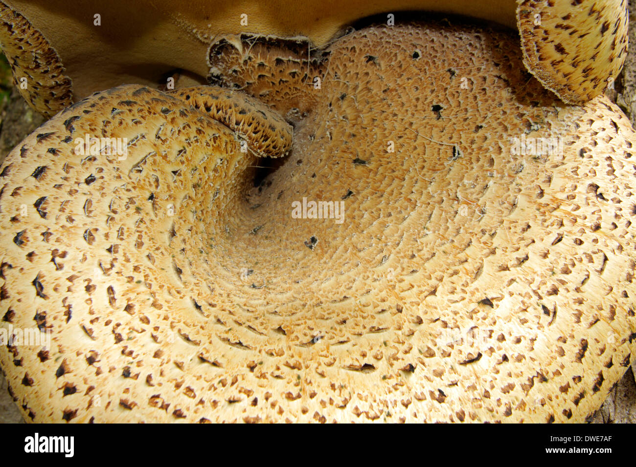 Dryaden Sattel Pilz Polyporus an Schottland, Vereinigtes Königreich Stockfoto