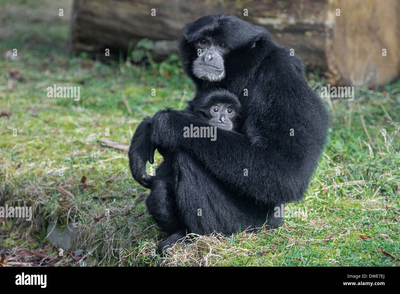 Siamang Mutter und ihr Baby. Stockfoto