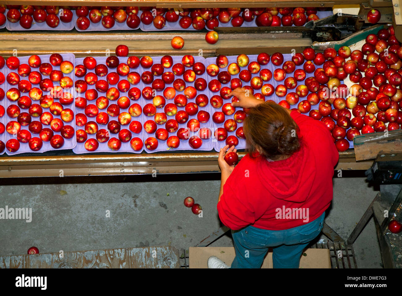 Sortiert Äpfel verpackt im Symms Obst Ranch in der Nähe von Sonnenhang, Idaho, USA. Stockfoto