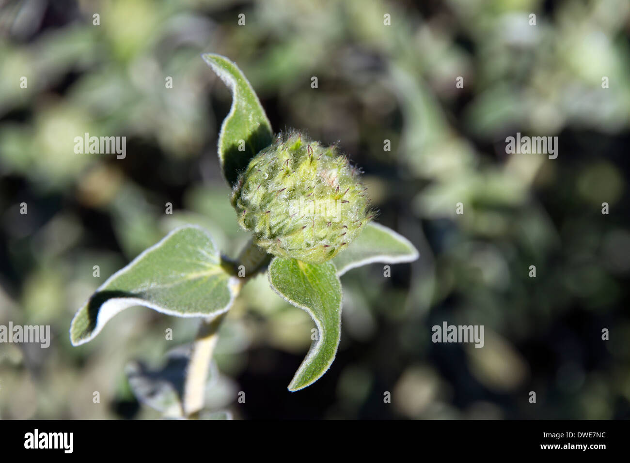 ein Salbei Pflanze Blume Blüte im Frühjahr Stockfoto