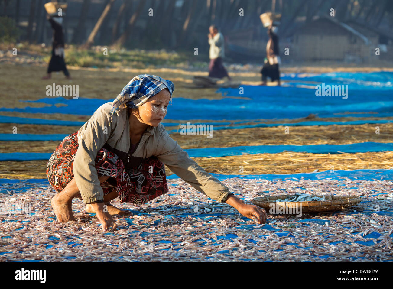 Birmanische Frauen sortieren Fisch trocknen in der Sonne am frühen Morgen in der Nähe von dem Fischerdorf am Ngapali Strand in Myanmar (Burma). Stockfoto