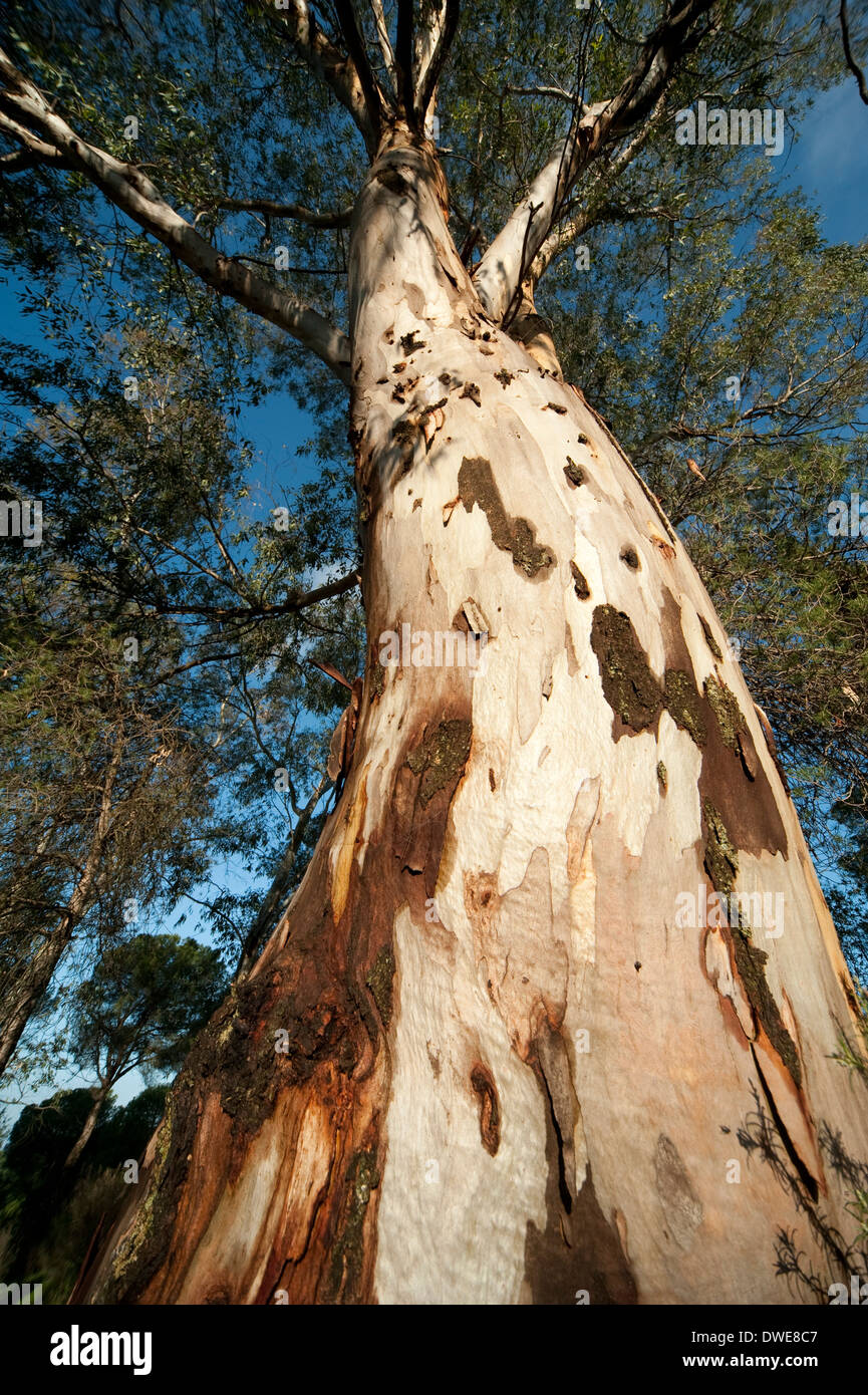Eukalyptus-Baum-Andalusien-Spanien Stockfoto