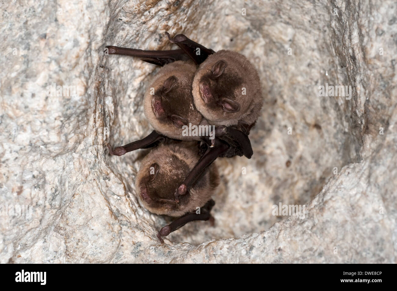 Daubenton der Fledermäuse Myotis Daubentonii Andalusien Spanien Stockfoto