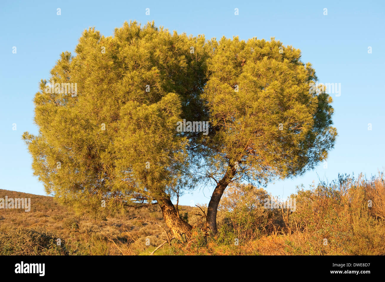 Kiefer Baum Pinus sp.  Andalusien Spanien Stockfoto