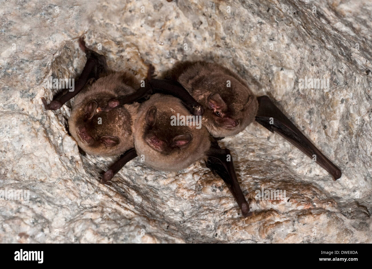 Daubenton der Fledermäuse Myotis Daubentonii Andalusien Spanien Stockfoto