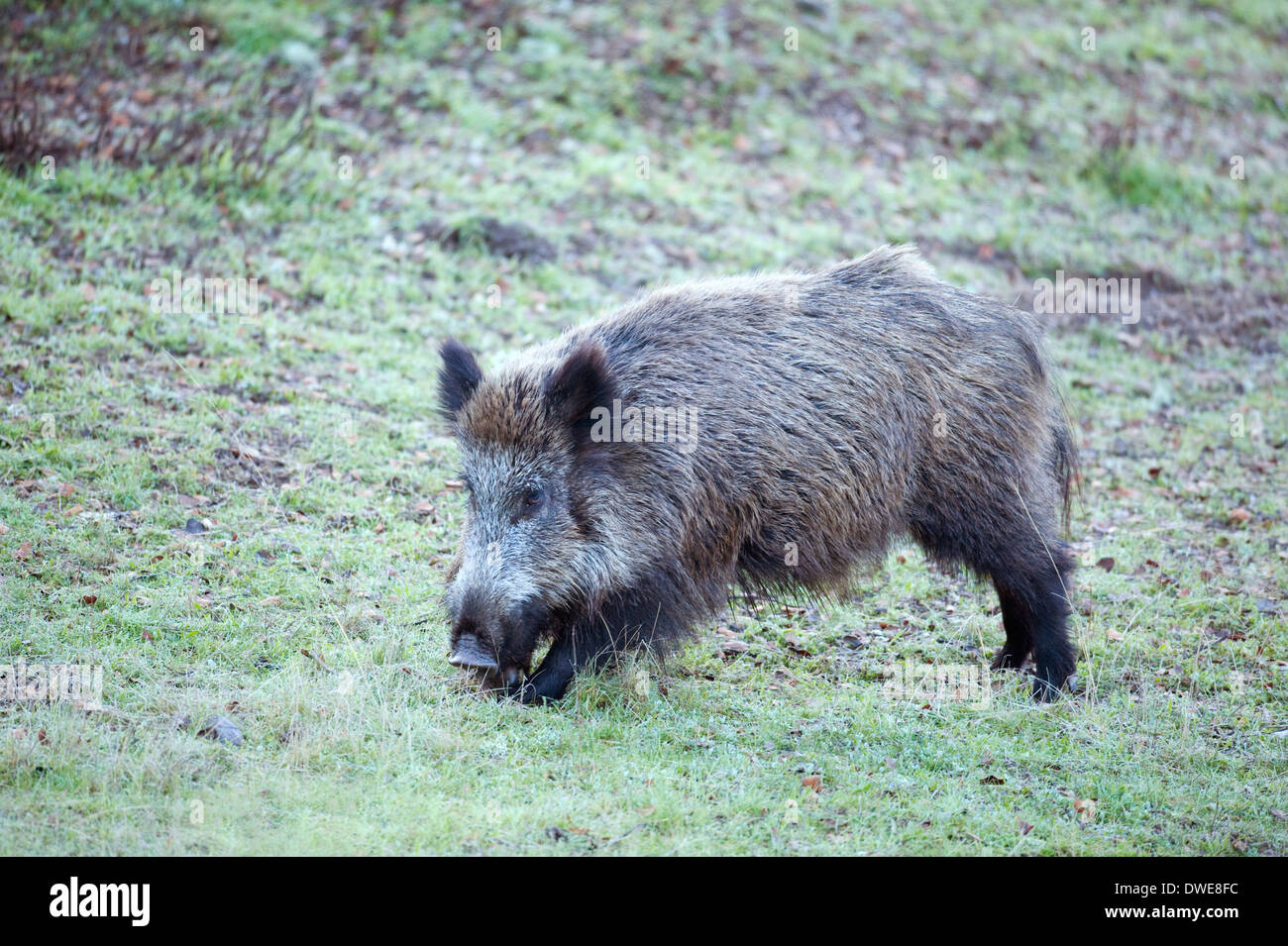 Wildschwein Sus Scrofa Andalusien Spanien Stockfoto