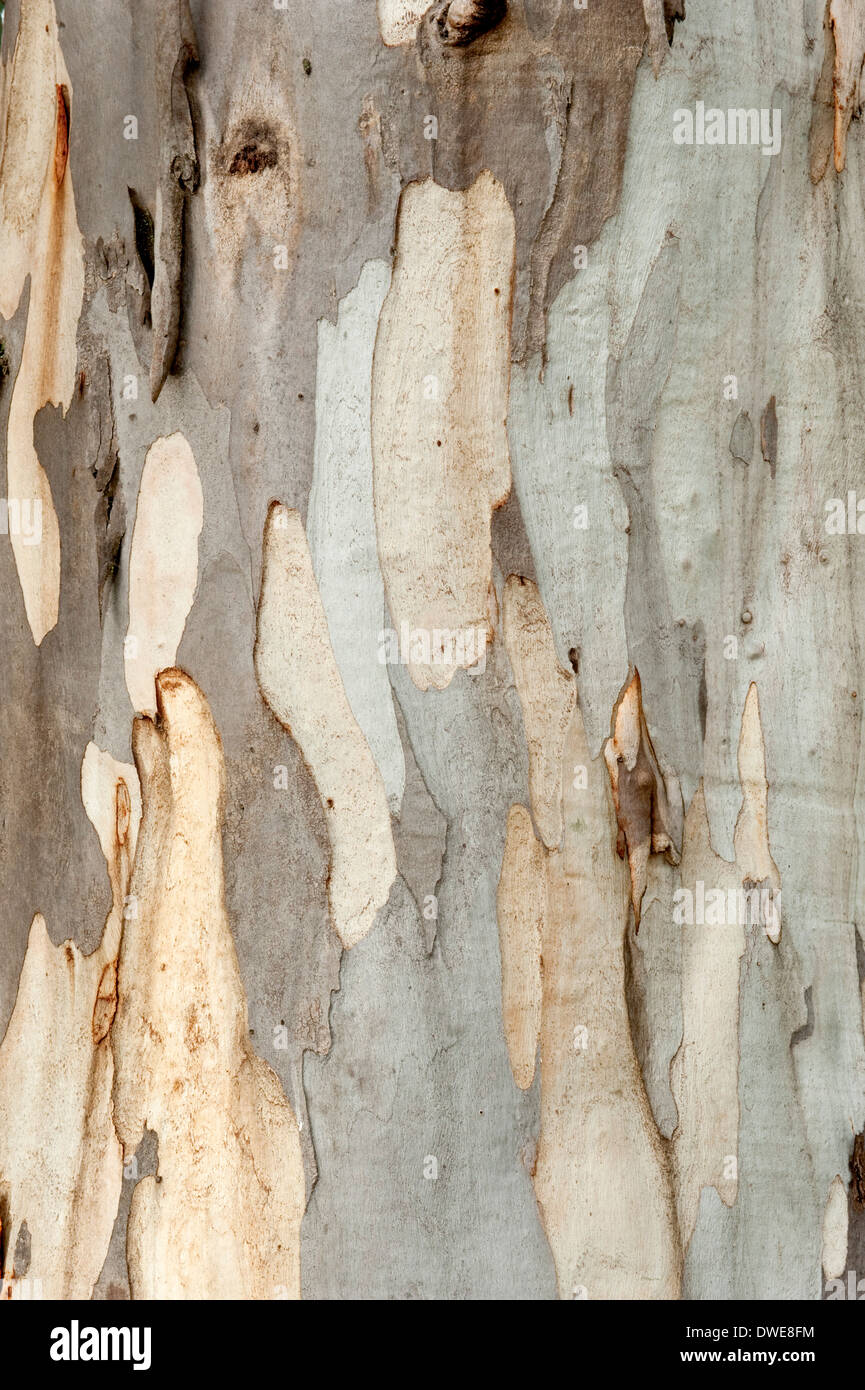 Eukalyptus Baum Rinde Andalusien Spanien Stockfoto