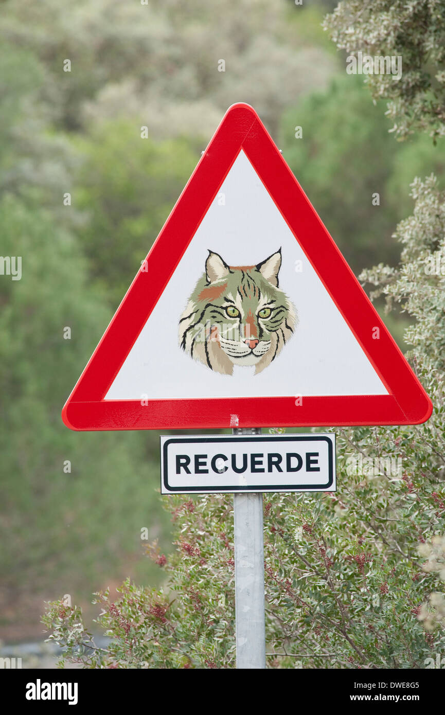 Spanische Luchs Traffic Sign Naturpark Sierra de Andujar Spanien Stockfoto