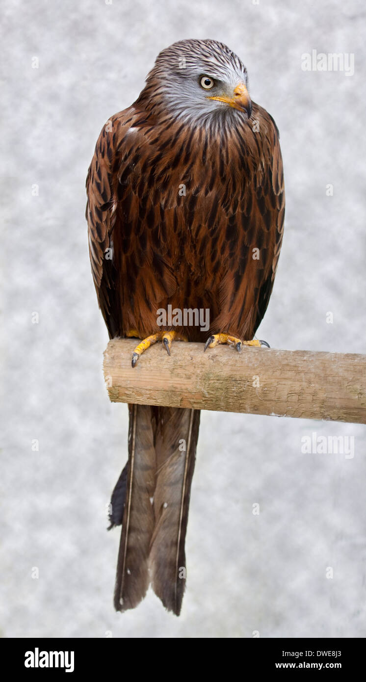 Schwarzmilan (Milvus Migrans) Stockfoto