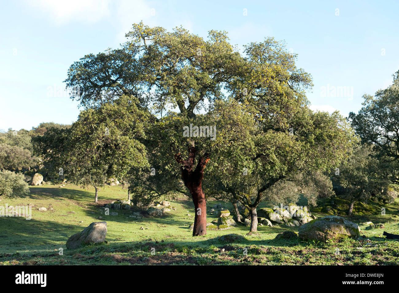 Kork-Eiche Baum Quercus Suber Andalusien Spanien Stockfoto