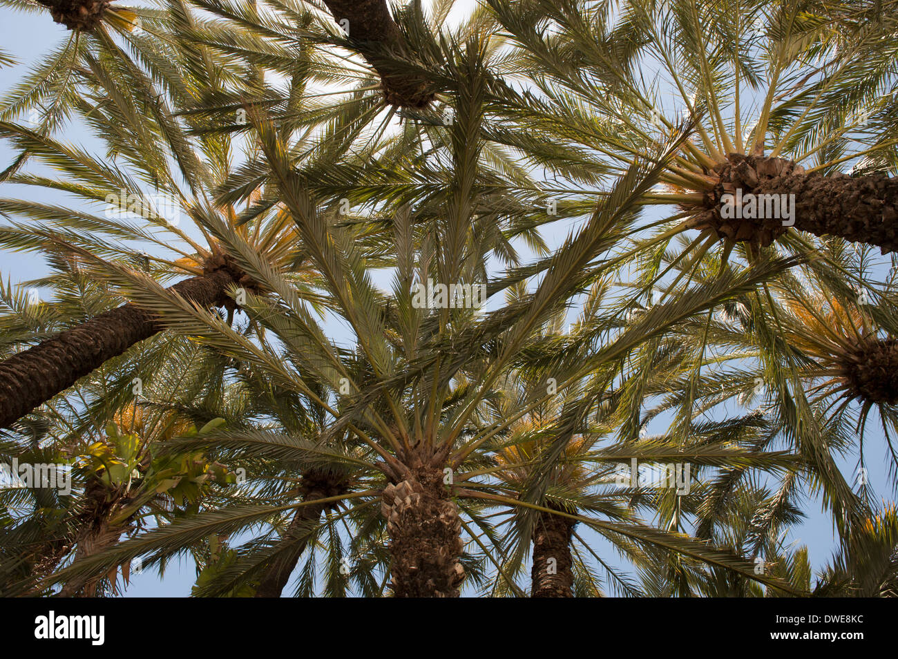 Palmen in den Palmengärten an Elx, Spanien. Stockfoto