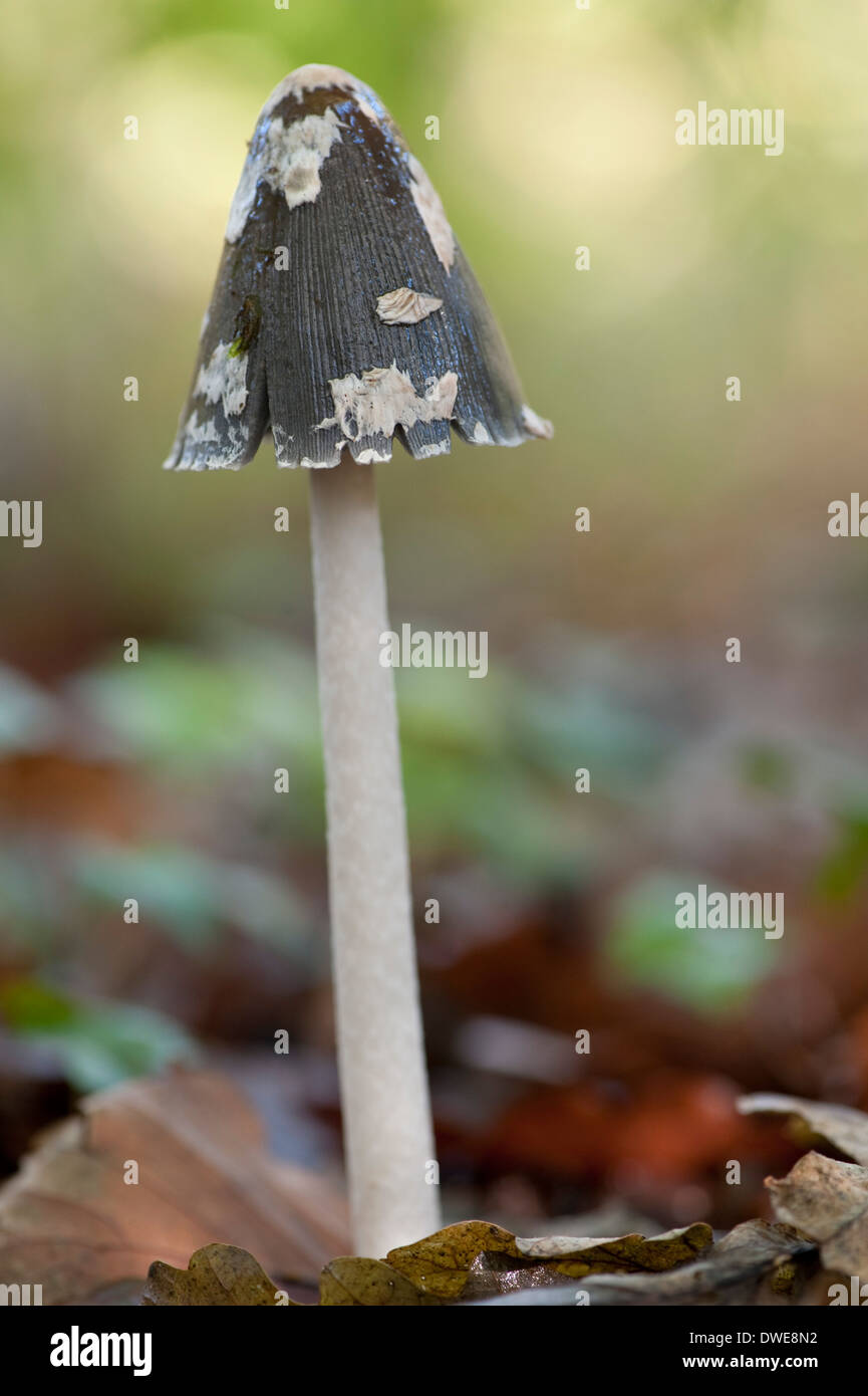 Elster Pilz Coprinopsis Picacea Kent UK Stockfoto