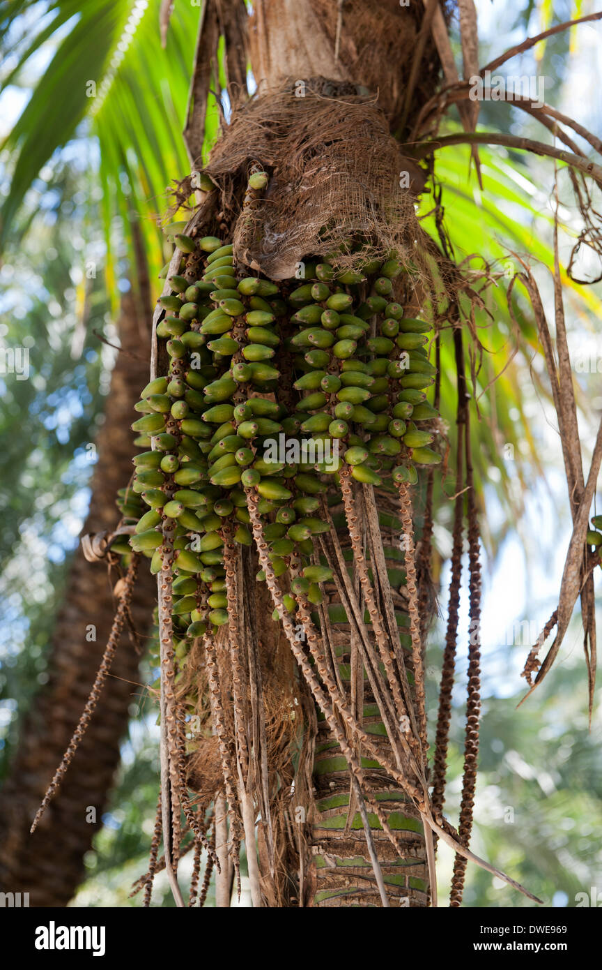 Termine auf Palme, Elx (Elche) in Spanien wachsen. Stockfoto