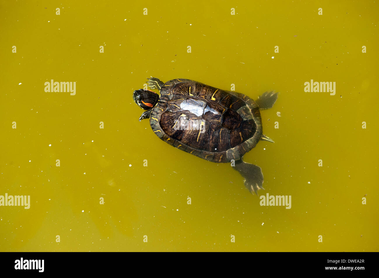 Cumberland Slider Sumpfschildkröte in gelbes Wasser. Spanien Stockfoto
