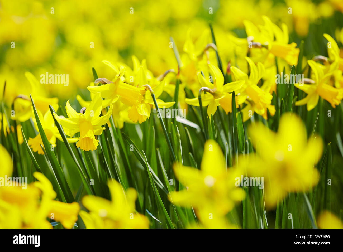 Frühling-Narzissen im Sonnenschein Stockfoto