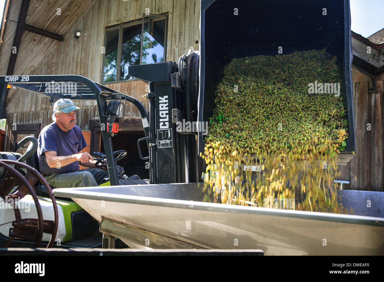 Dumping Vignola Wein Trauben von Lagerplatz in Presse, Wagner Weingut, Seneca Lake, Finger Lakes, New York State, USA. Stockfoto