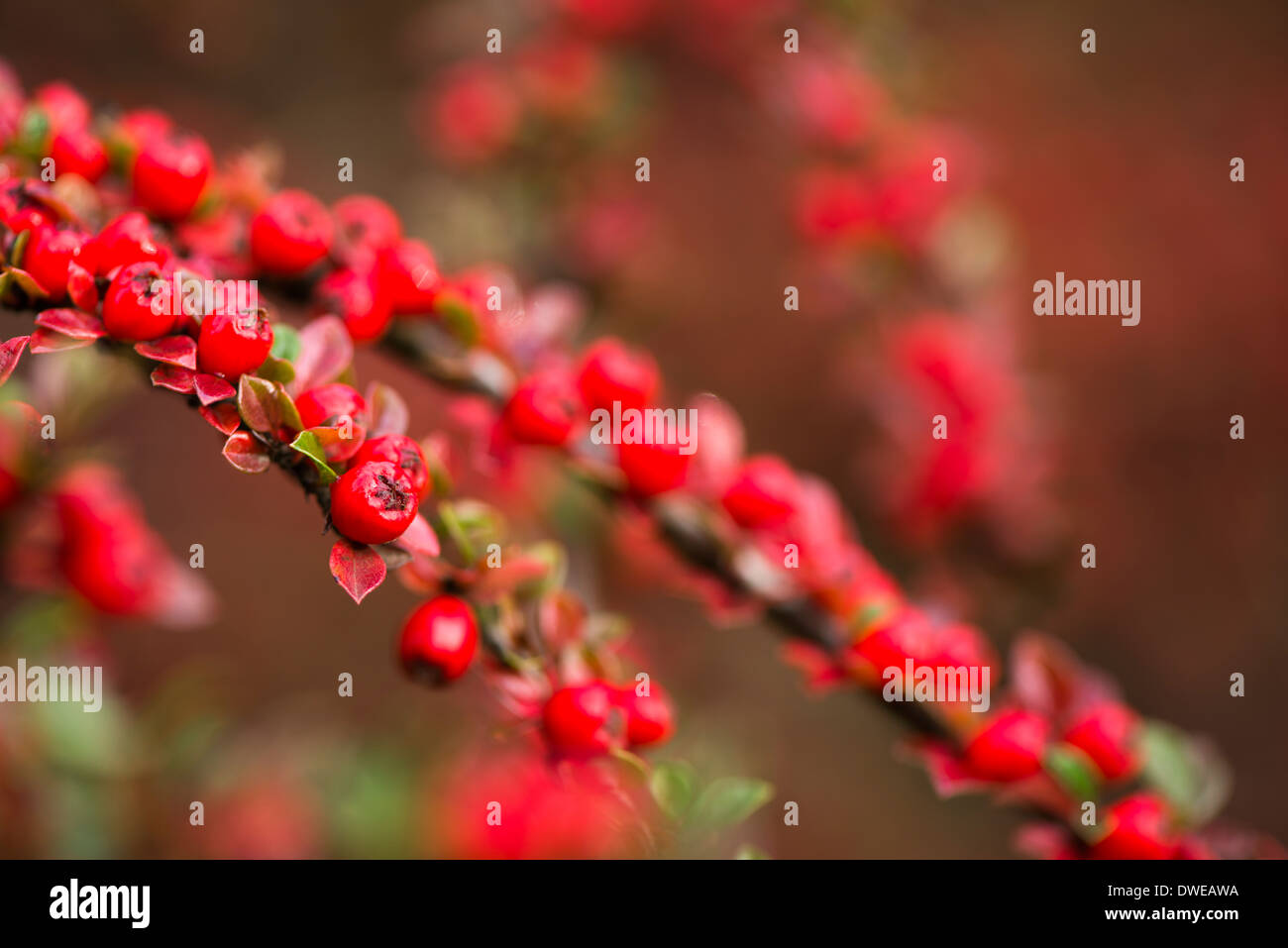 Zwergmispel Horizontalis, Wand Zwergmispel, mit Beeren im Herbst Stockfoto