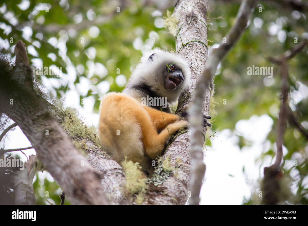 Matrizengeformte Sifaka Fütterung Stockfoto