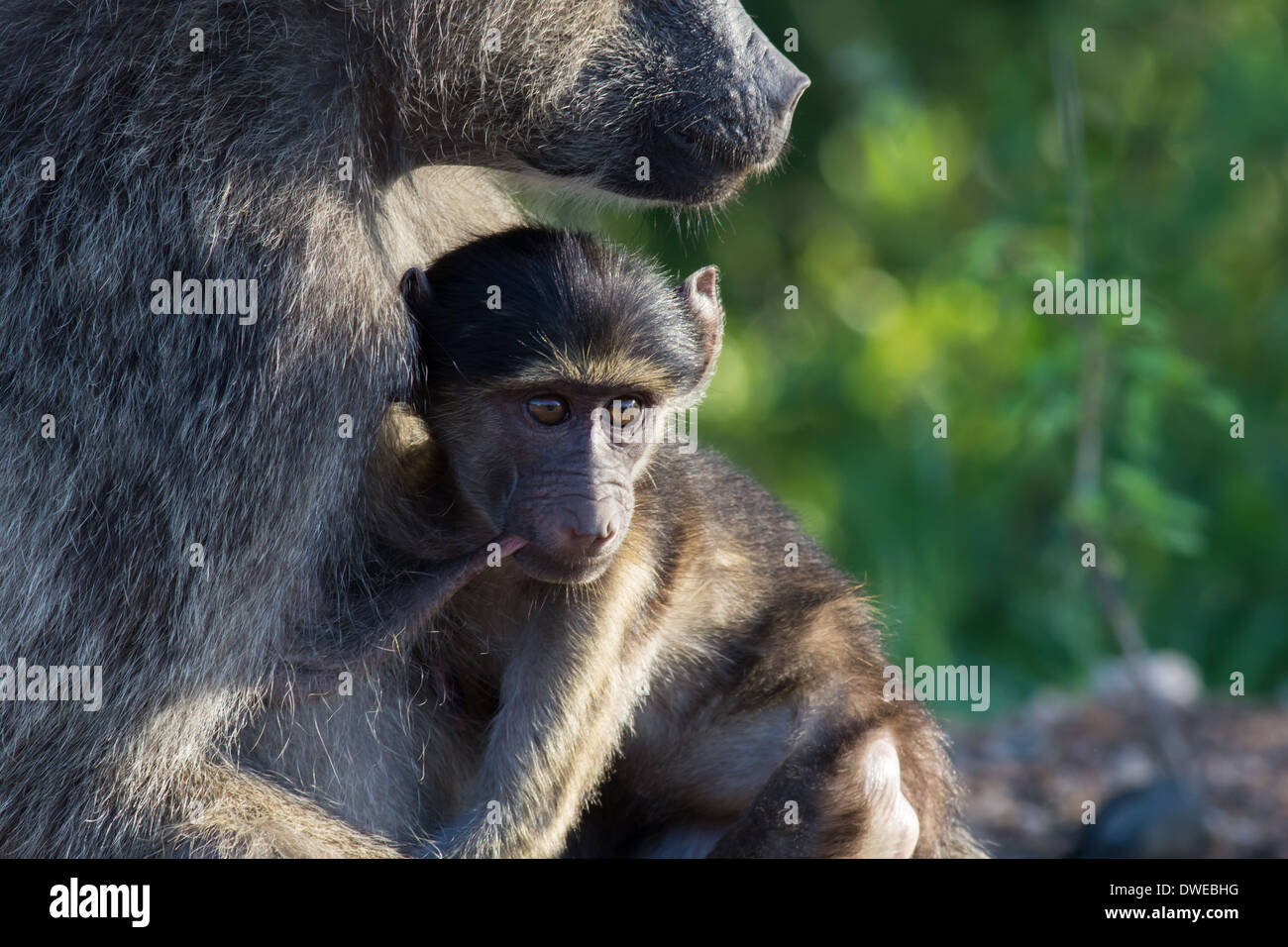 Pavian-Mutter und Kind Spanferkel Stockfoto