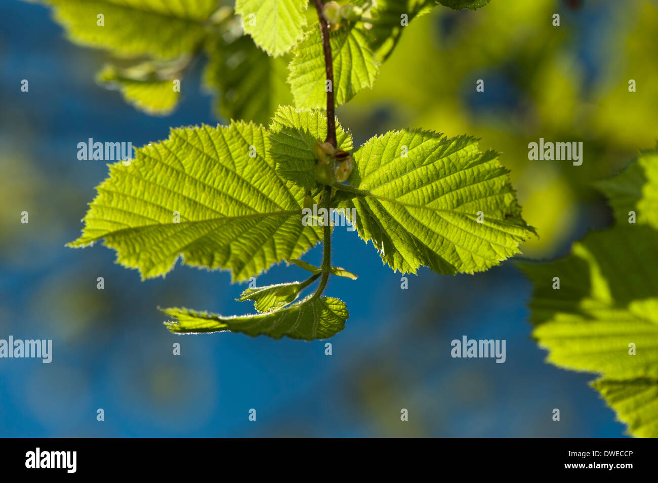 Frisch geschlüpfte Blätter im Frühjahr, Hintergrundbeleuchtung von Sonne. Stockfoto