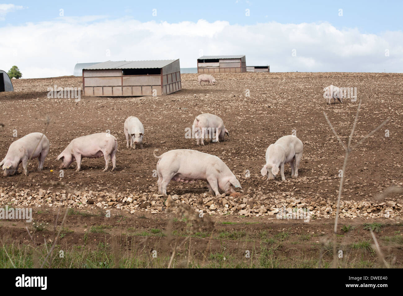 Im Freien gezüchteten Schweine auf einer Schweinefarm in der Nähe von Damerham Hampshire England Stockfoto
