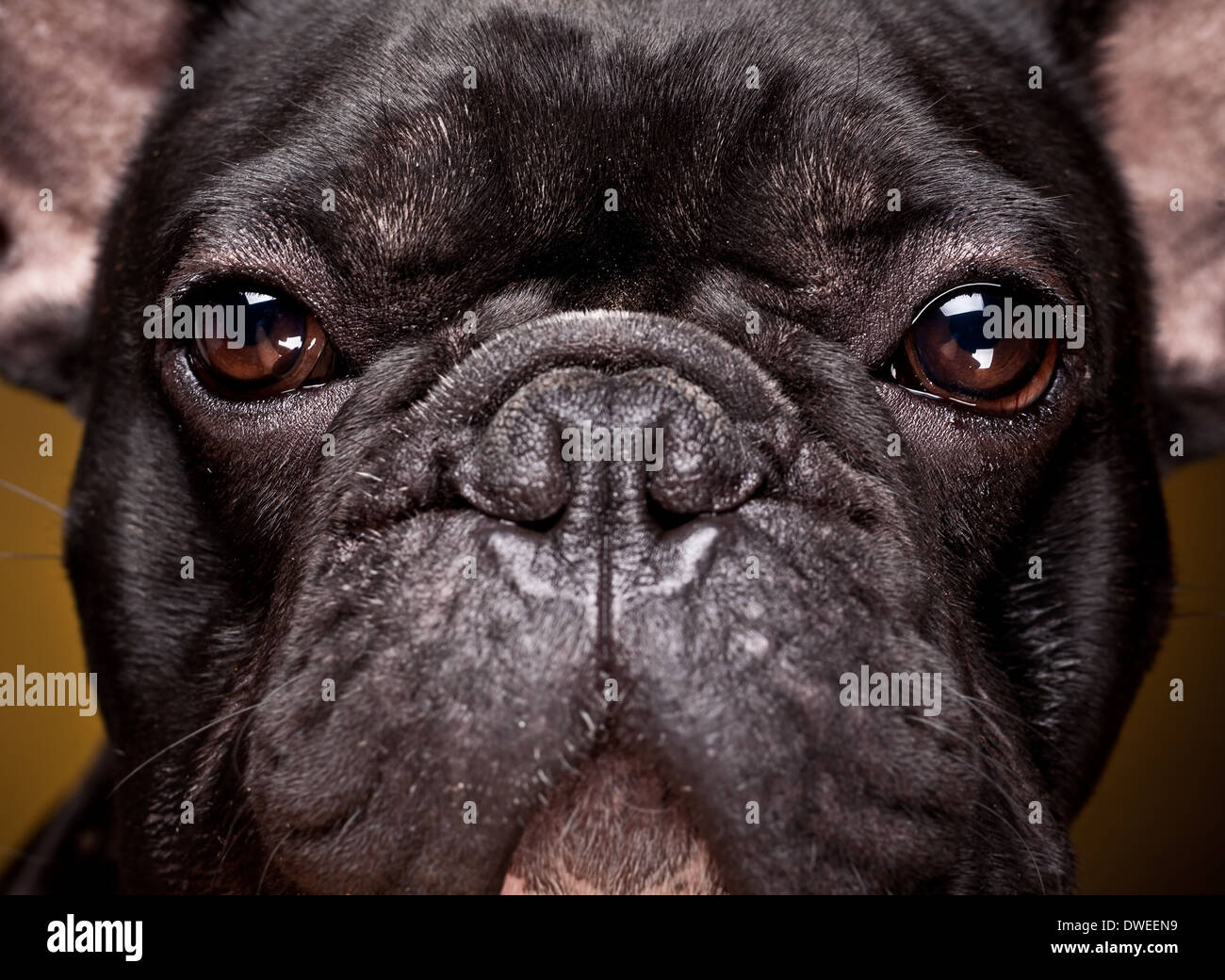 Französische Bulldogge Welpen Stockfoto