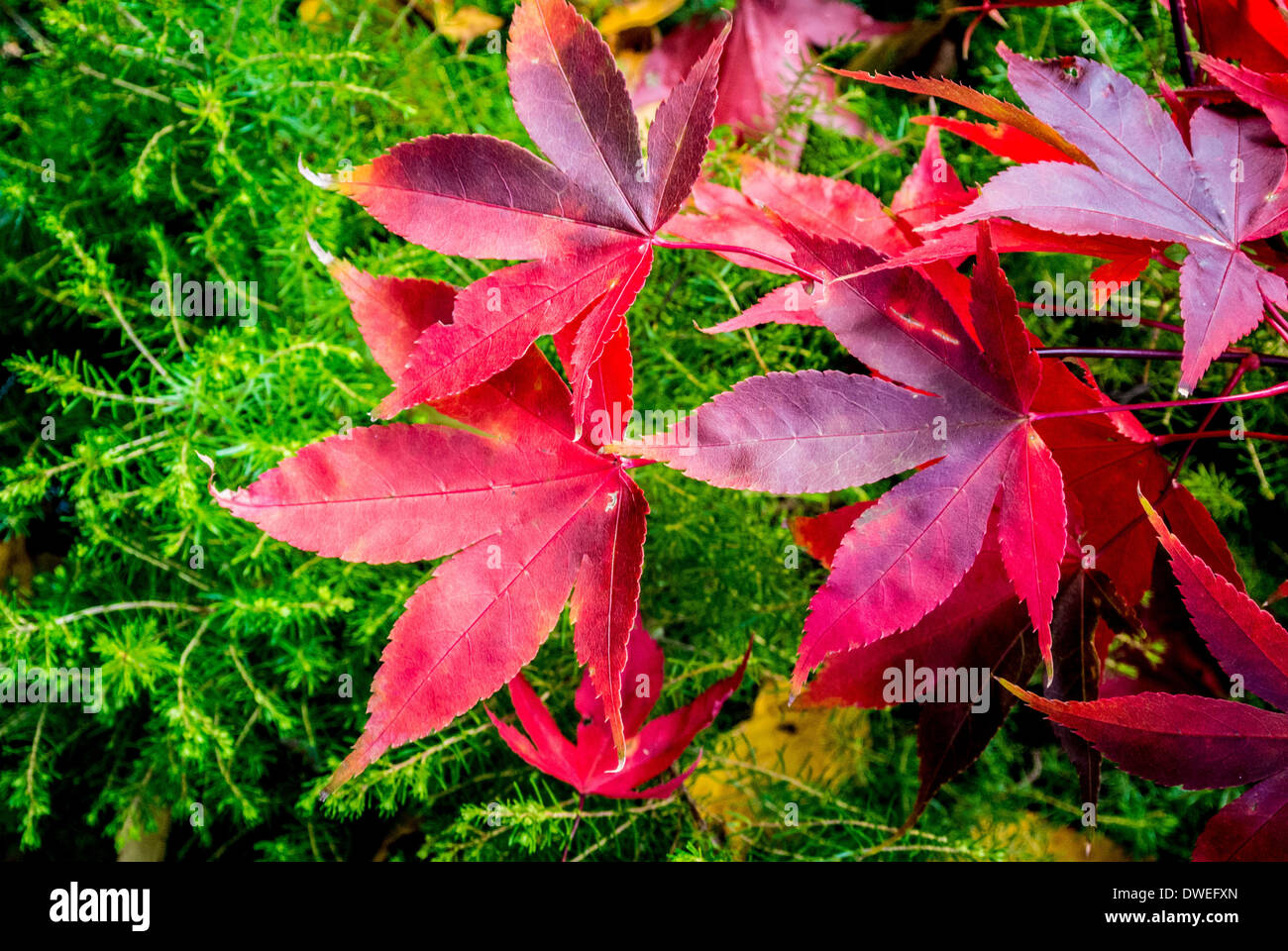 Acer Palmatum Blätter Stockfoto