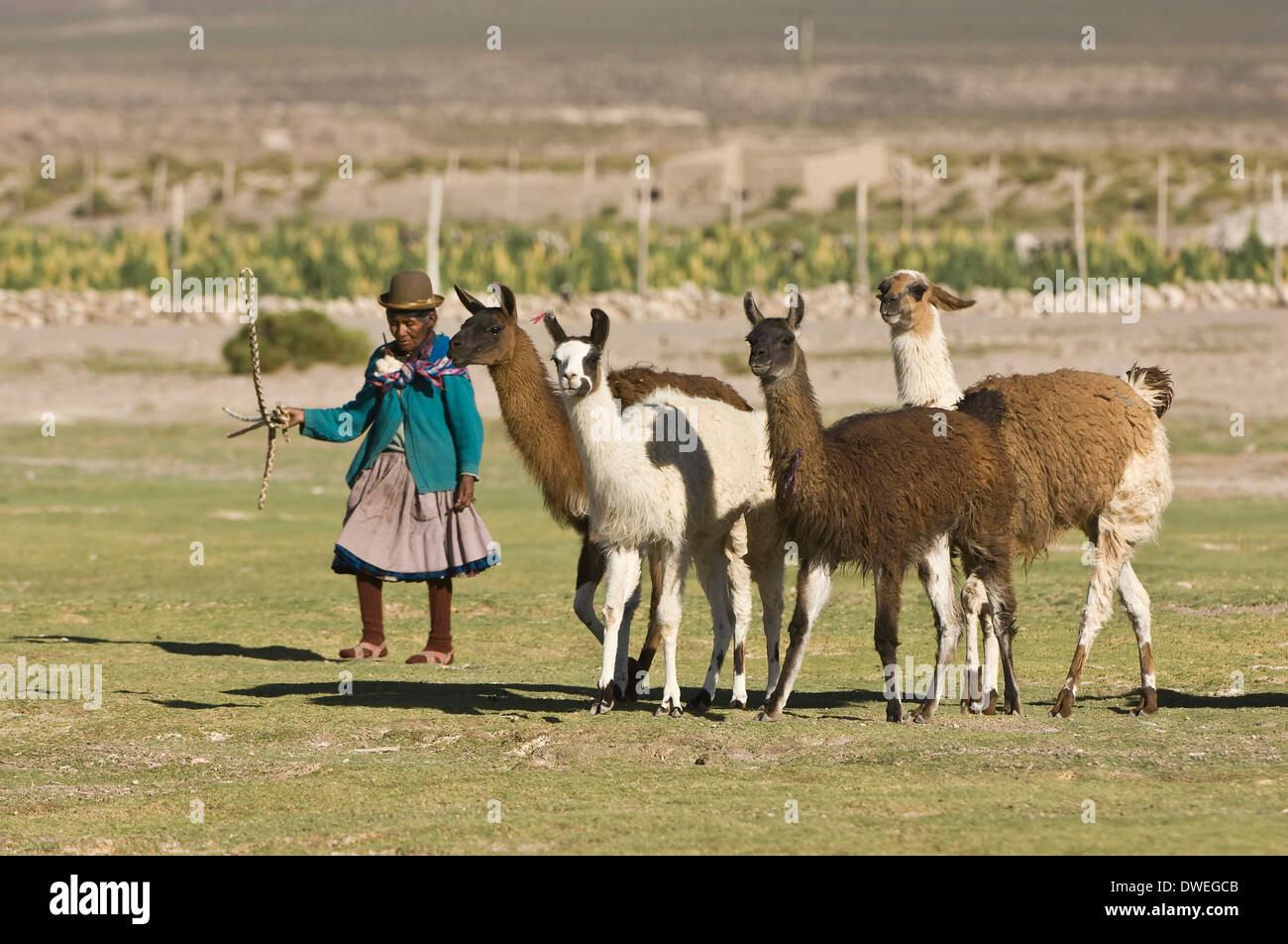 Frau Huten Lamas Stockfotografie Alamy