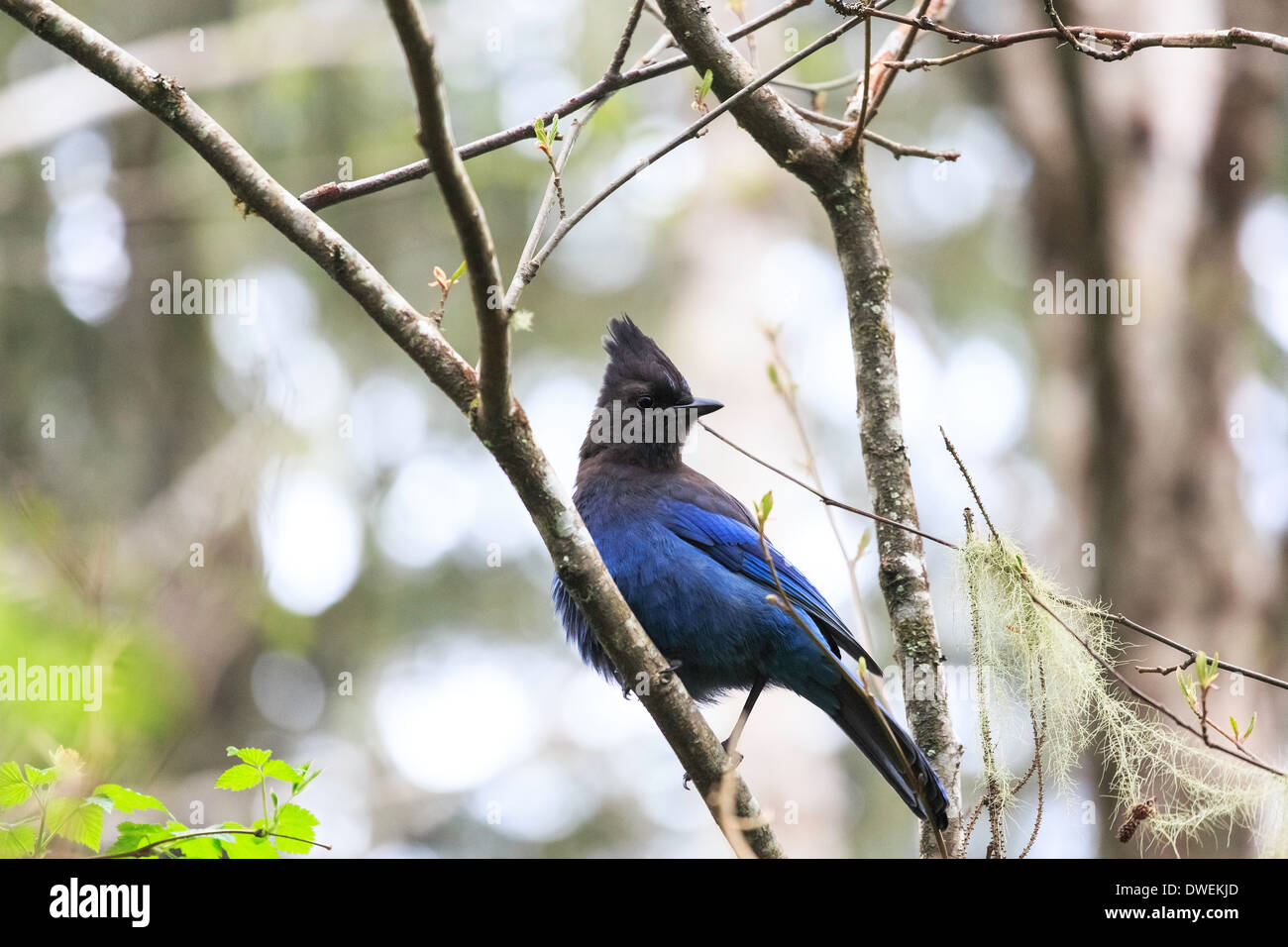 Ein Steller's Jay thront auf einem Ast. Stockfoto