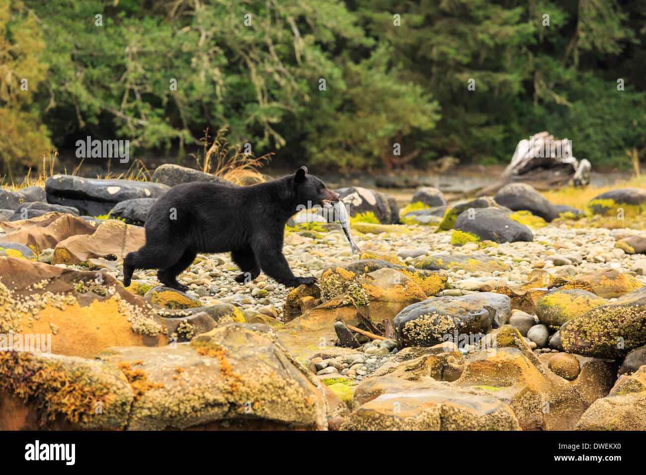 Ein schwarzer Bär trägt seine frisch gefangenen Fisch entlang der Küste Strand auf Vancouver Island. Stockfoto