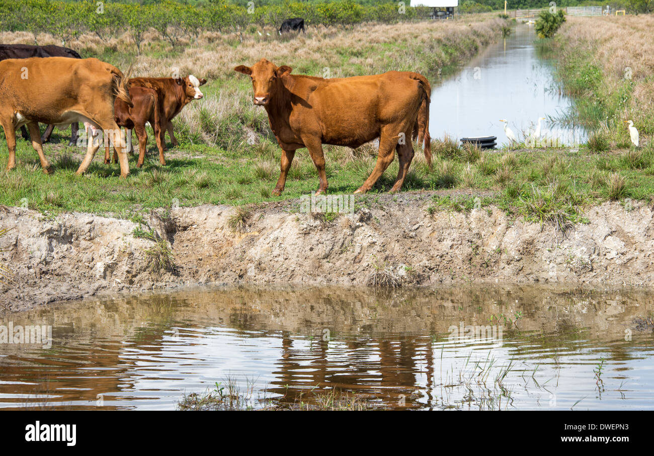 Kühe und Kuhreiher an einem Wasserloch in Florida. Stockfoto