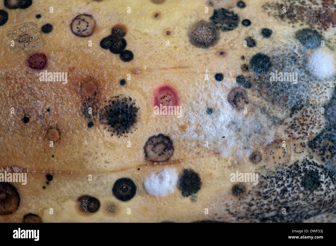 Formen auf eine Zucchini wachsen Stockfoto