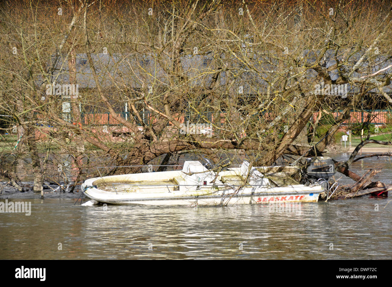 Auf der Themse in Oxon - unten Henley Stadt - geschwollene überfluteten Fluss - Motorboot hilflos und Snagged in entwurzelte Bäume Stockfoto