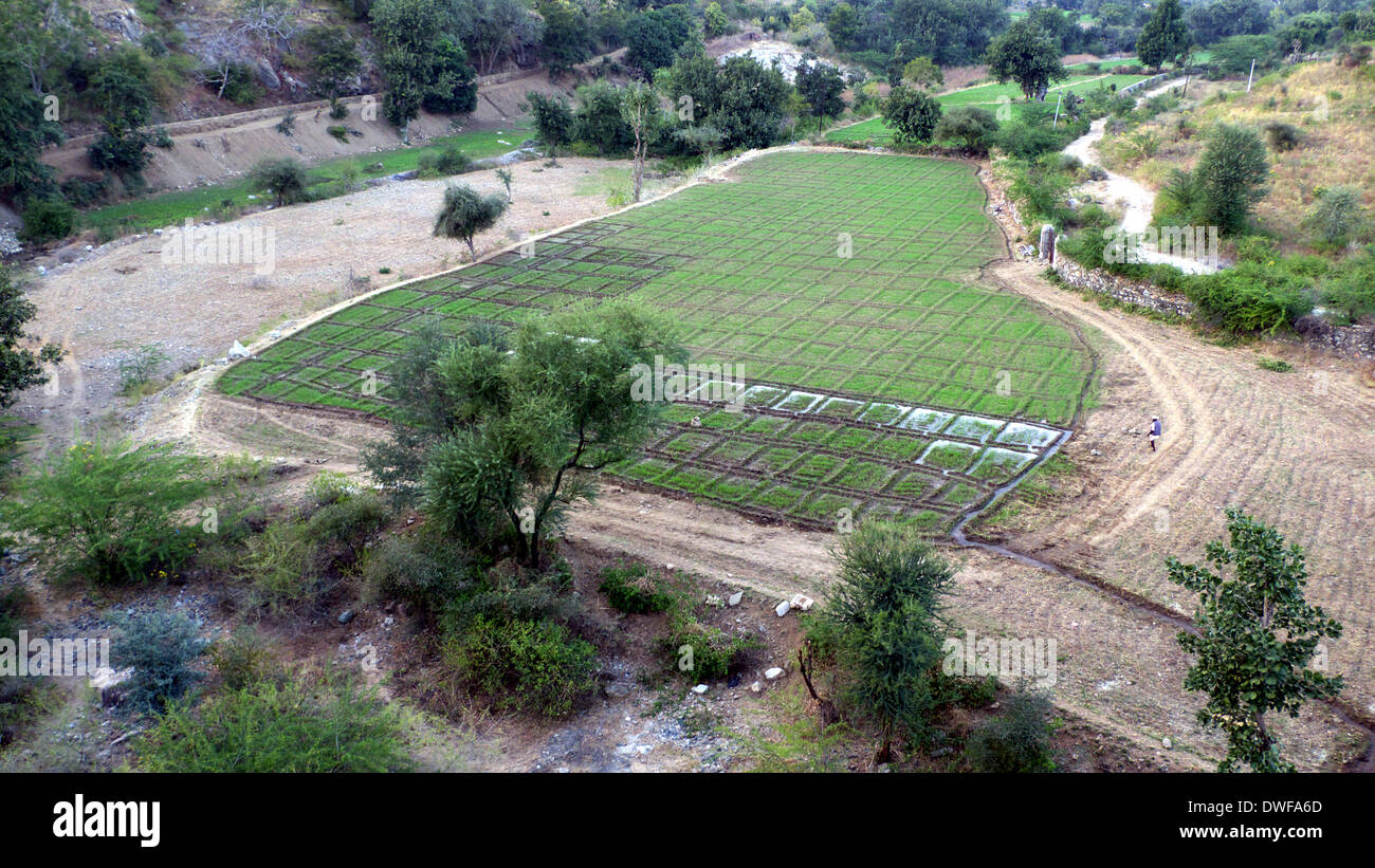 Felder unter dam wird bewässert, N. Ranakpur, Rajasthan, Indien Stockfoto