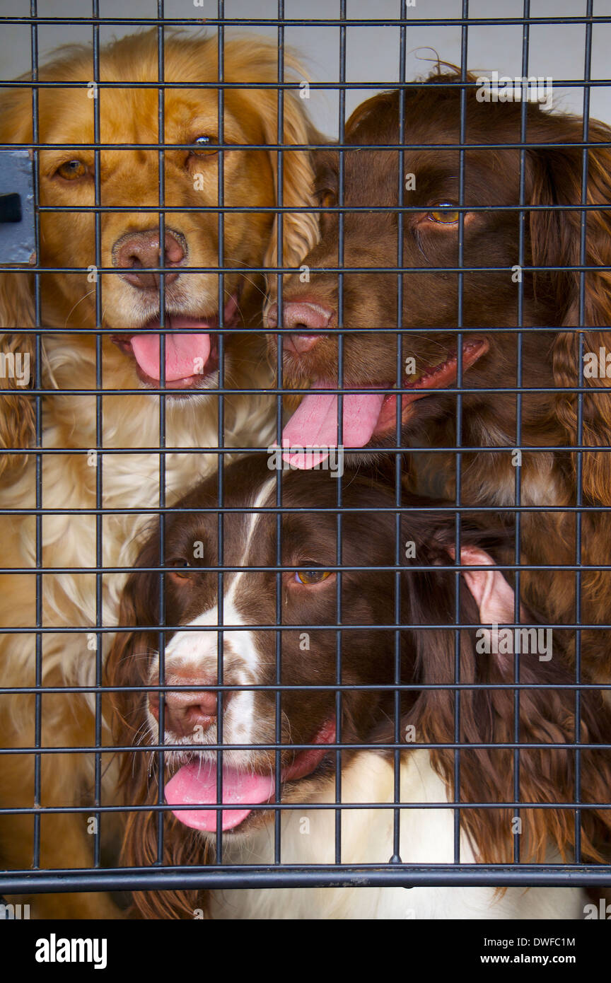 Drei English Springer Spaniel hinter einem Hund-Raster. Stockfoto