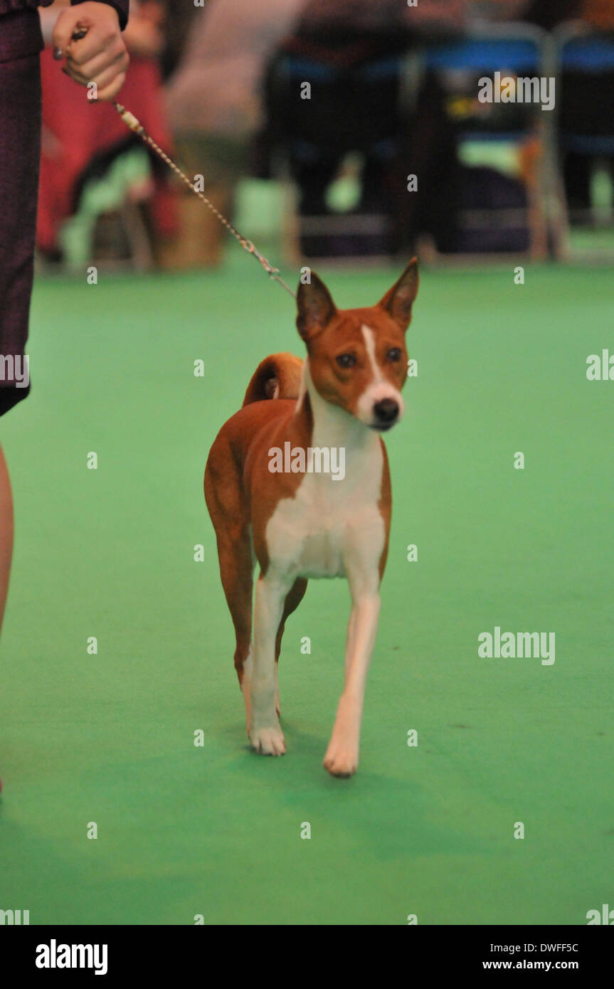 Ein Portugiese Podengo auf der Crufts in Birmingham, Großbritannien 2014 Stockfoto