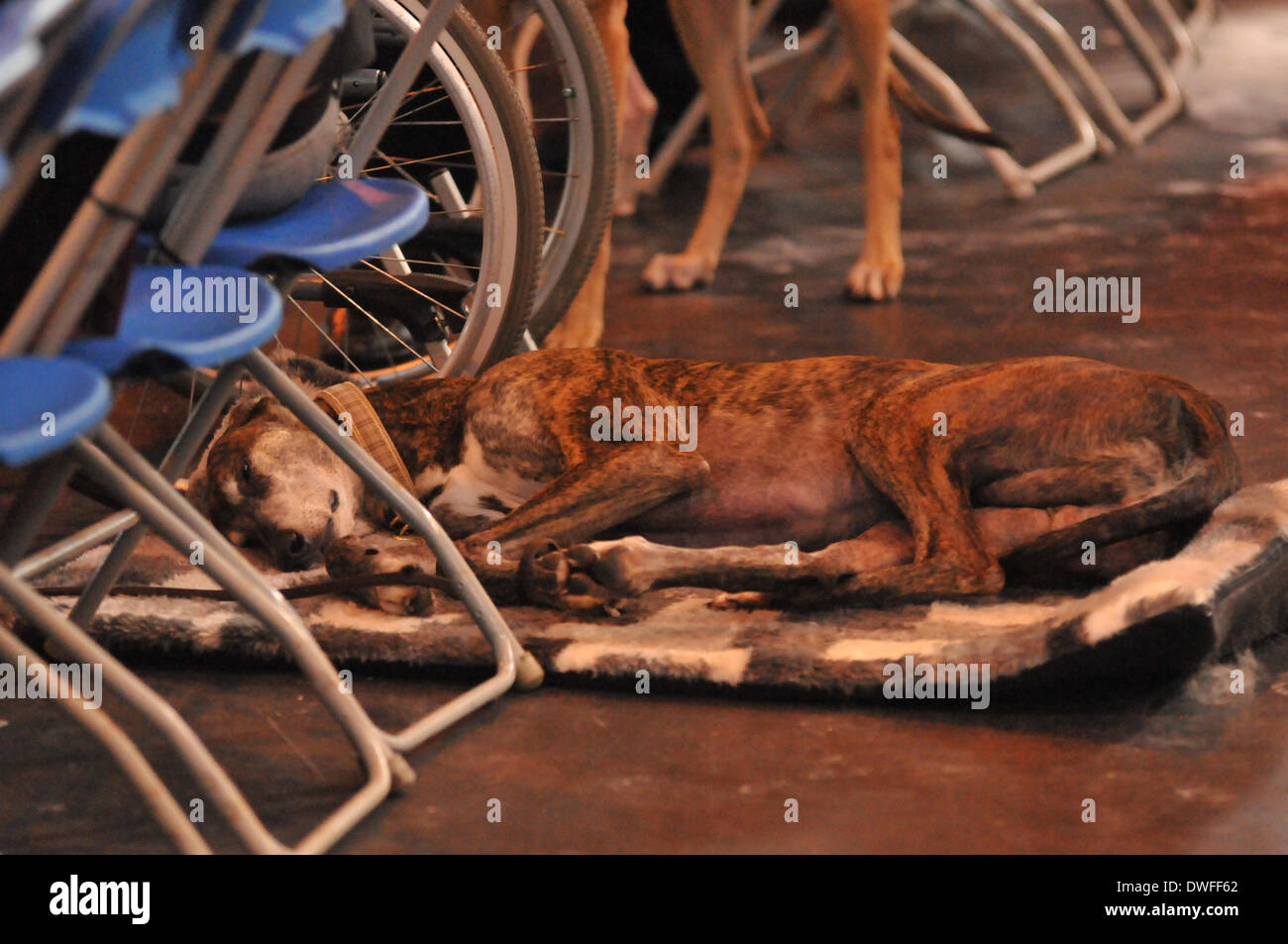 Birmingham, UK 7. März 2014, ein Sortiment von Rassehunden konkurrieren um den ultimativen Preis in Dog Wettbewerbe auf Crufts in Birmingham in der UK-Credit: Kelly Rann/Alamy Live News Stockfoto