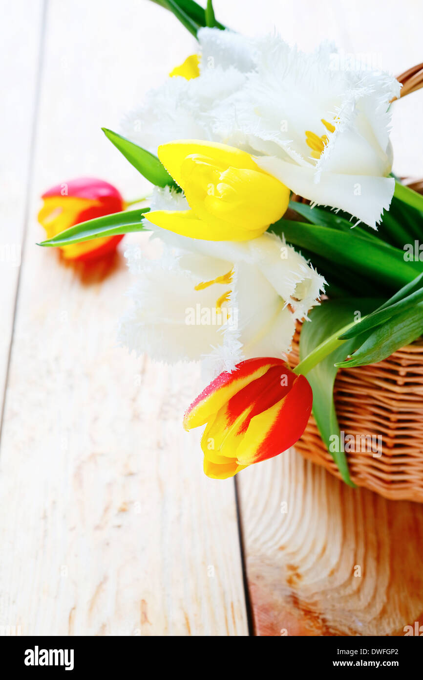 Strauß frischer Frühling Tulpen, Blumen Stockfoto