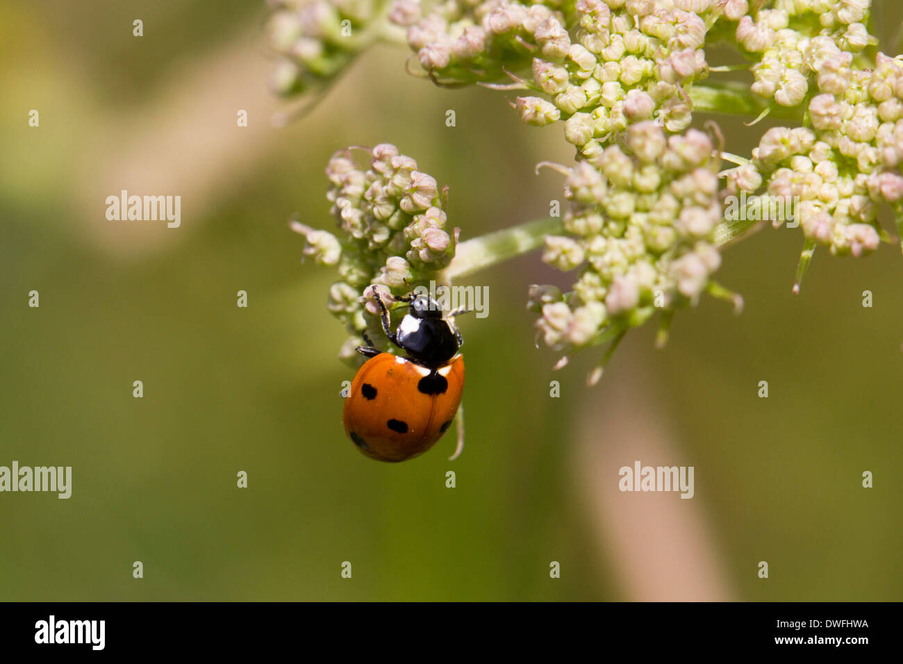 Seven-Spot Ladybird auf Kuh Petersilie, UK Stockfoto